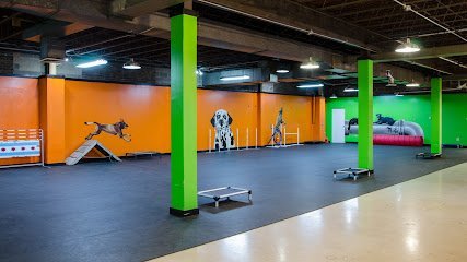 Dog day care in Chicago Illinois Downtown Dogs Chicago 1