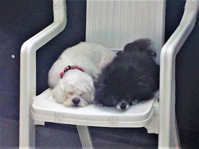 Dog day care in Chicago Illinois Earth Pups 1