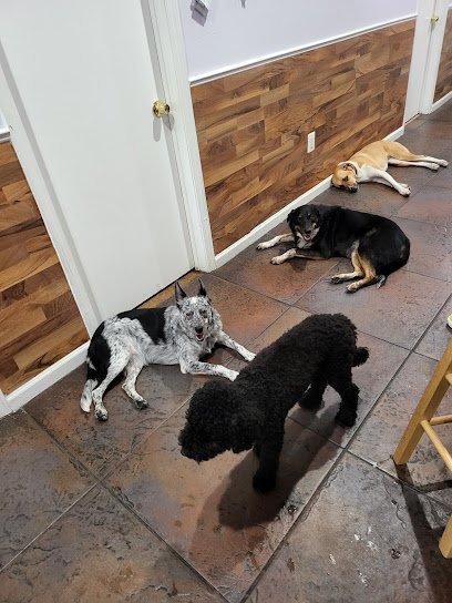 Dog day care in Chicago Illinois Fuzzy Urban Tails Inc 1