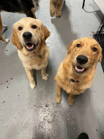 Dog day care in Chicago Illinois Happy Tails Trails 1