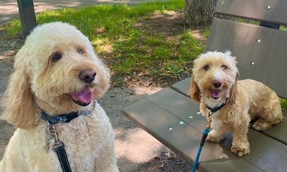 Dog day care in Chicago Illinois Healthy Dog Chicago 1