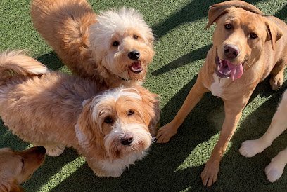 Dog day care in Chicago Illinois K9 University Chicago 1