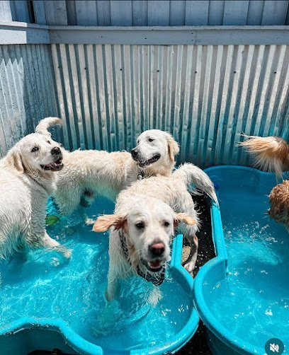 Dog day care in Chicago Illinois Pack Life 1