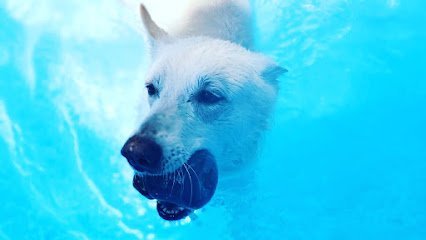 Dog day care in Chicago Illinois Planet Paws Pet Club 1