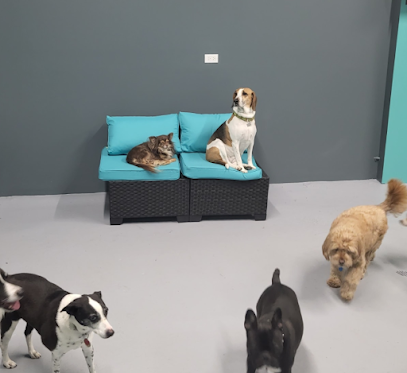 Dog day care in Chicago Illinois Playful Pets Playtime 1