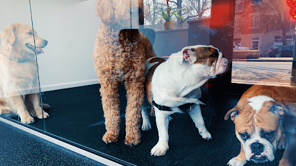 Dog day care in Chicago Illinois SBK Dog Club 1