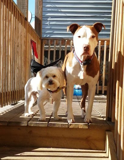 Dog day care in Chicago Illinois We Let The Dogs Out 1