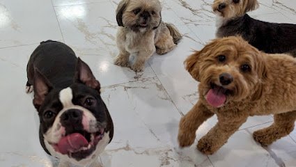 Dog day care in Chicago Illinois Wiggly World Pet Hotel Lounge 1