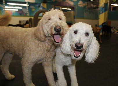 Dog day care in Chicopee Massachusetts The Good Dog Spot Inc 1
