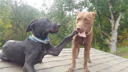 Dog day care in Chittenango New York Critter Sitters CNY 1