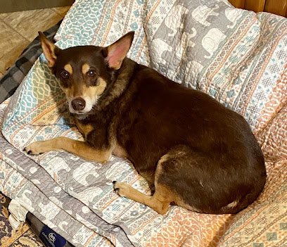 Dog day care in Chocowinity North Carolina Chocowinity Pet Resort Day 1