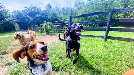 Dog day care in Cincinnati Ohio Buddy Boarding 1