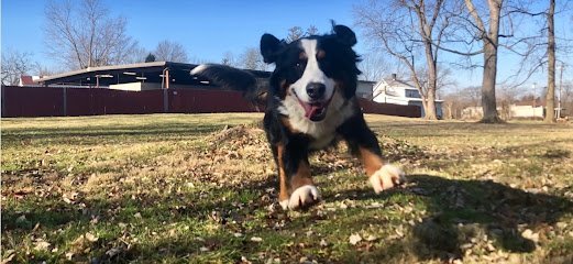 Dog day care in Cincinnati Ohio Chelsea s Bed Biscuit 1