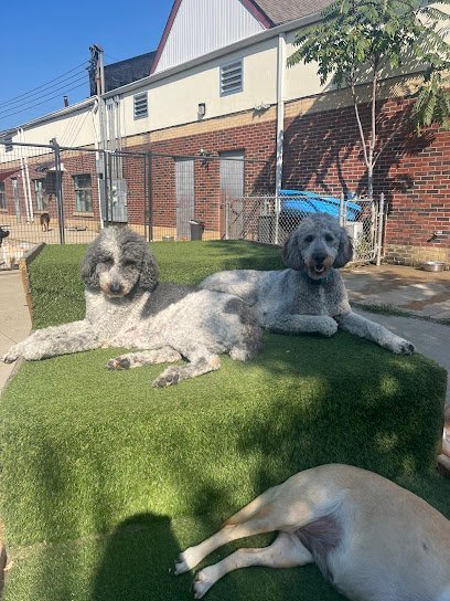 Dog day care in Cincinnati Ohio Happy Paws 1