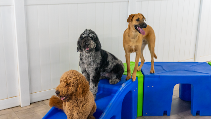 Dog day care in Cincinnati Ohio Hounds Town Cincinnati Madisonville 1