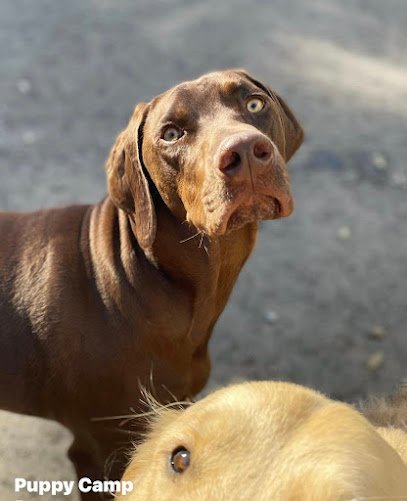 Dog day care in Cincinnati Ohio Puppy Camp 1