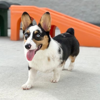 Dog day care in Cincinnati Ohio Red Dog Pet Resort Spa Cincinnati 1