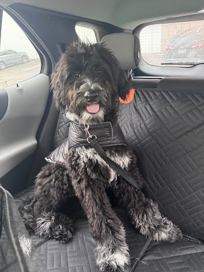 Dog day care in Cincinnati Ohio The Dog Stop Cincinnati Central 1