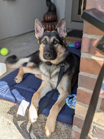 Dog day care in Clackamas Oregon University K9 Dog Training 1