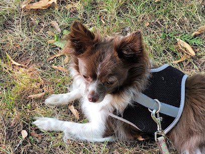 Dog day care in Clare Michigan Canine Guest House LLC 1