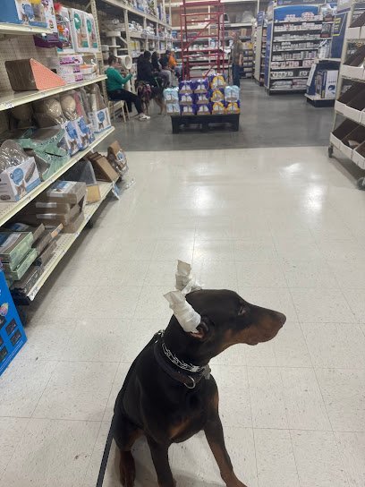 Dog day care in Clarksville Tennessee Hawleys Canine Academy 1