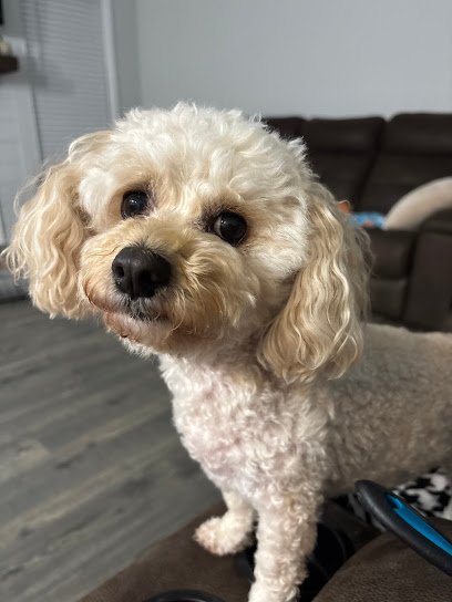 Dog day care in Clarksville Tennessee Kathy s Pampered Paws 1