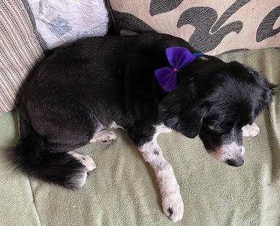 Dog day care in Cleveland Heights Ohio PawsCLE 1