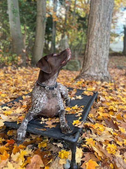 Dog day care in Cleveland Heights Ohio Williams Dog Company 1