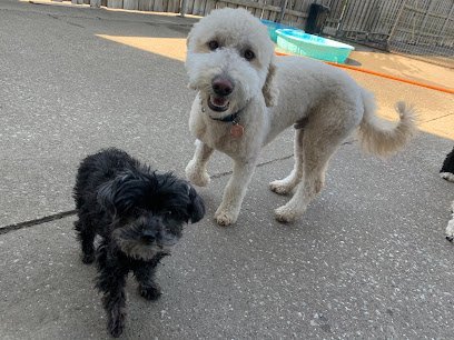 Dog day care in Cleveland Ohio Cleveland Metrobark 1