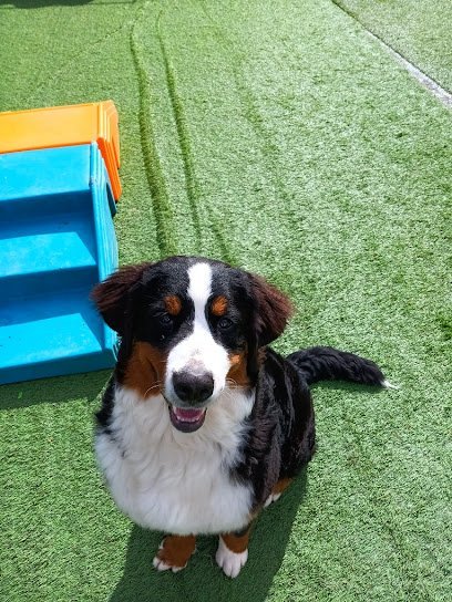 Dog day care in Cleveland Tennessee Pawz N  Clawz LLC 1