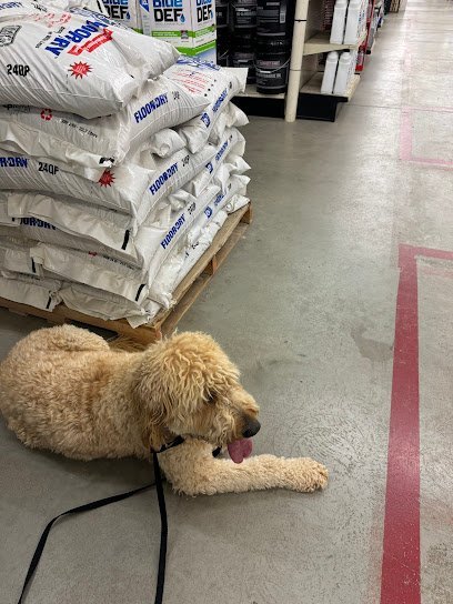 Dog day care in Cleves Ohio Smart Paws 1