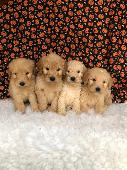 Dog day care in Clifton Kansas LaNae Jackson Dog Breeder 1