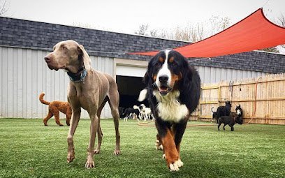 Dog day care in Clifton Park New York Upstate Canine Academy Doggy Daycare Facility 1