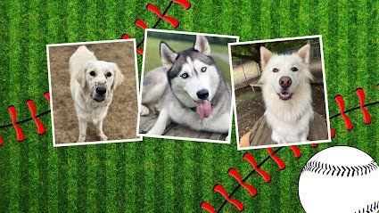 Dog day care in Clinton Massachusetts Fenway Bark Dog Resort 1