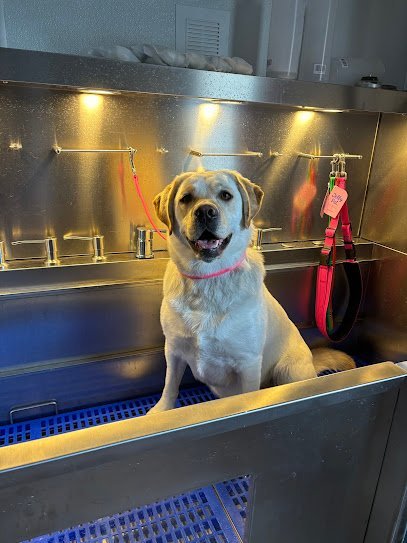 Dog day care in Clinton New Jersey Unleashed Dogs 1