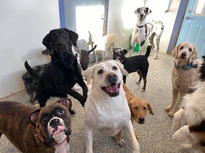 Dog day care in Clive Iowa 4 Paws Unleashed 1