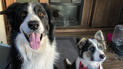 Dog day care in Clovis New Mexico Allegiance K 9 Training and Boarding 1