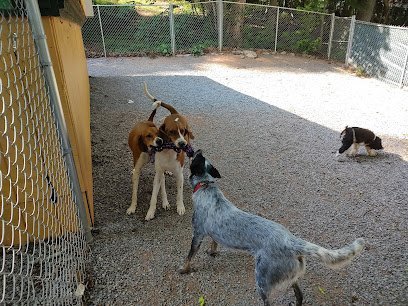 Dog day care in Clyde North Carolina Happy Dogs Specialty Care 1
