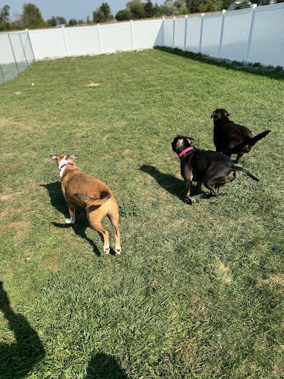 Dog day care in Clyde Ohio Tails and Toe Beans LLC 1