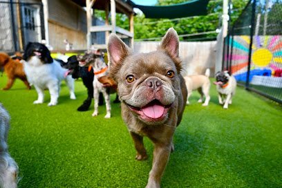 Dog day care in College Park Georgia Wag Atlanta