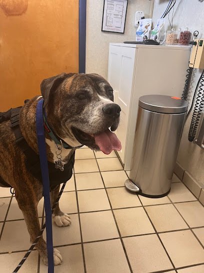 Dog day care in College Park Maryland College Park Animal Hospital 1