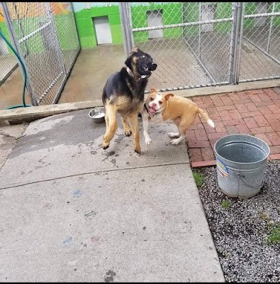 Dog day care in College Point New York Doggy Be Good Kennel Camp Grooming Salon 1