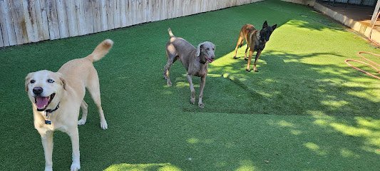 Dog day care in Colleyville Texas Bridget s Pet Resort 1
