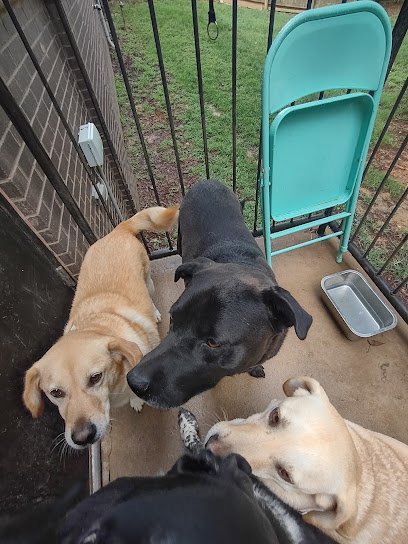 Dog day care in Collierville Tennessee Collierville Canine Club 1