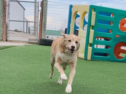 Dog day care in Columbia Illinois Kritter Kare s Howliday Inn 1