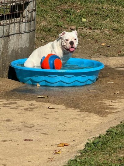 Dog day care in Columbia Illinois The Doggie Den Columbia 1