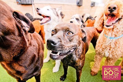 Dog day care in Columbia Maryland Wagging Lounge Dog Resort 1