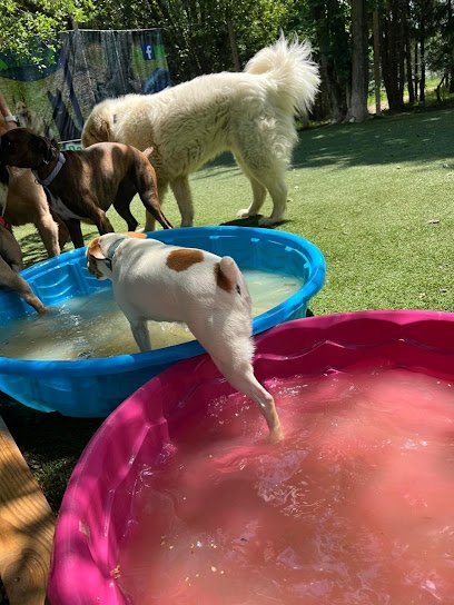 Dog day care in Columbiana Ohio Camelot Canine 1