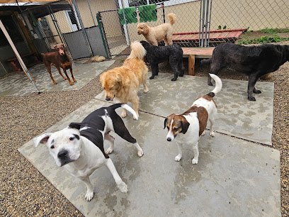 Dog day care in Columbus Ohio AOKO K9 Connections 1