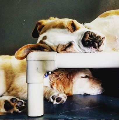 Dog day care in Columbus Ohio Canine Social Club 1